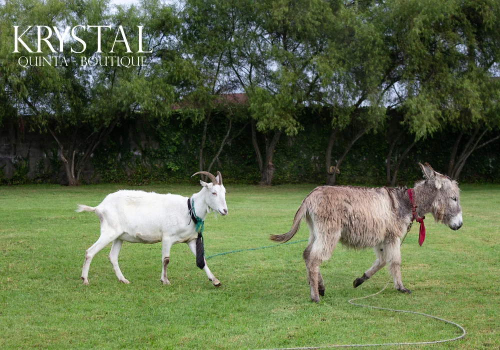 Quinta Kristal - Quito - Hotel Boutique - Naturaleza 4