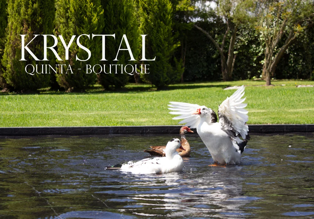 Quinta Kristal - Quito - Hotel Boutique - Naturaleza